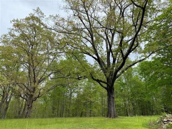How can you tell if an oak tree has a disease?