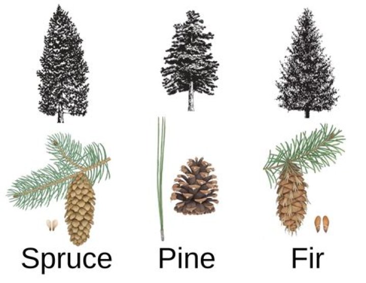How can you tell if pine is dying?