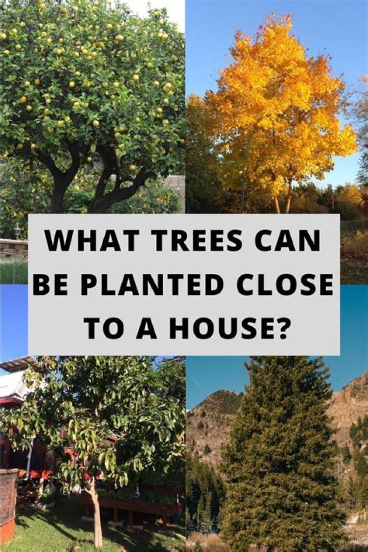 How close to the house can I plant an elm tree?