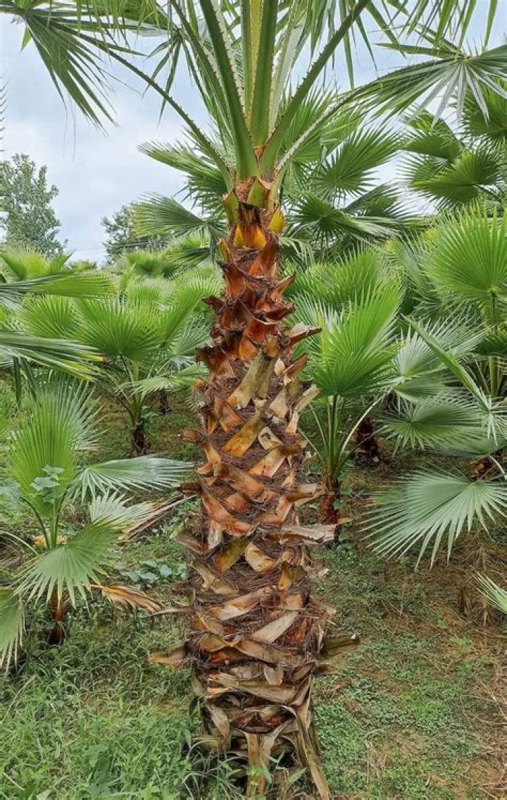 How do I care for my Washingtonia palm?