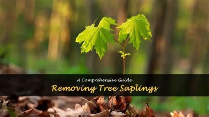 How do I get rid of beech saplings?