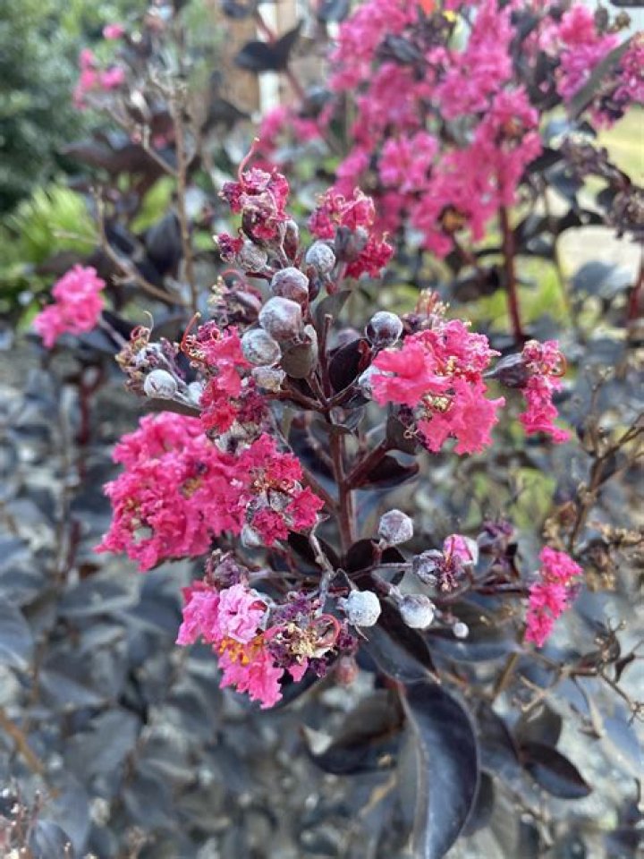 How do I get rid of crepe myrtle powdery mildew?