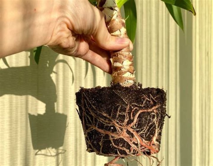How do I get rid of small bush roots?