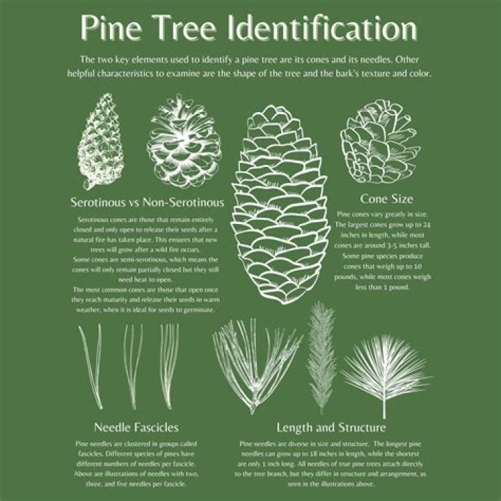 How do I identify a tree book?
