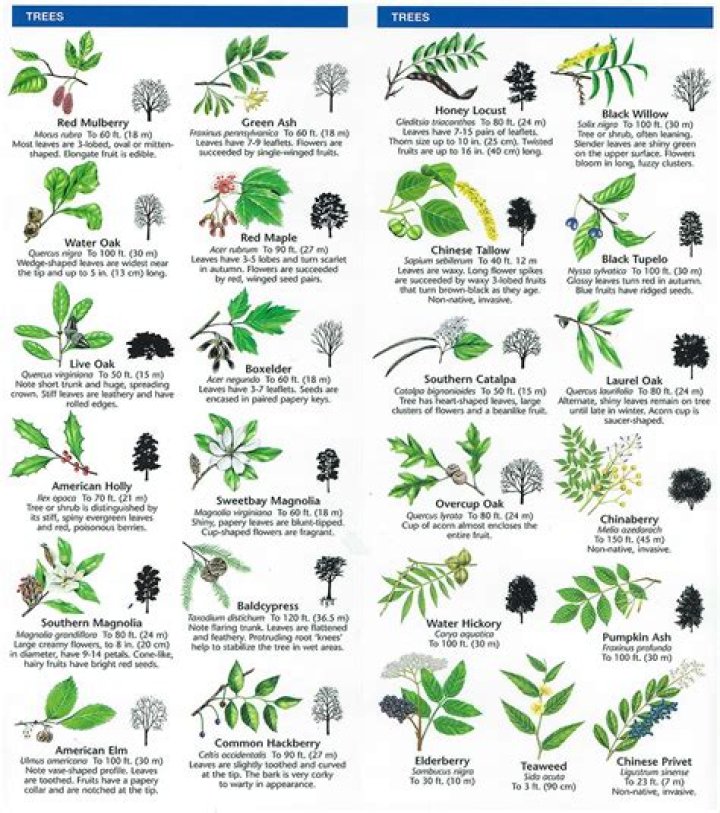 How do I identify a tree species?