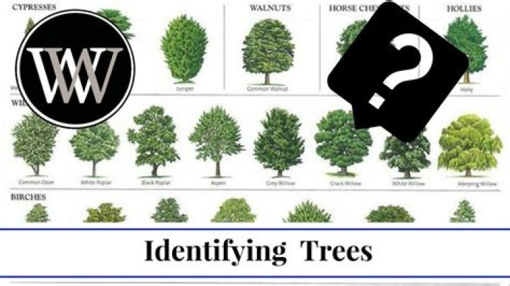 How do I identify a tree tree?