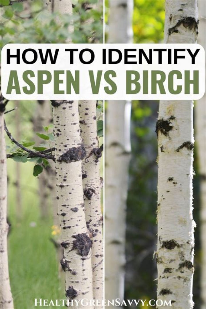 How do I identify an aspen tree?