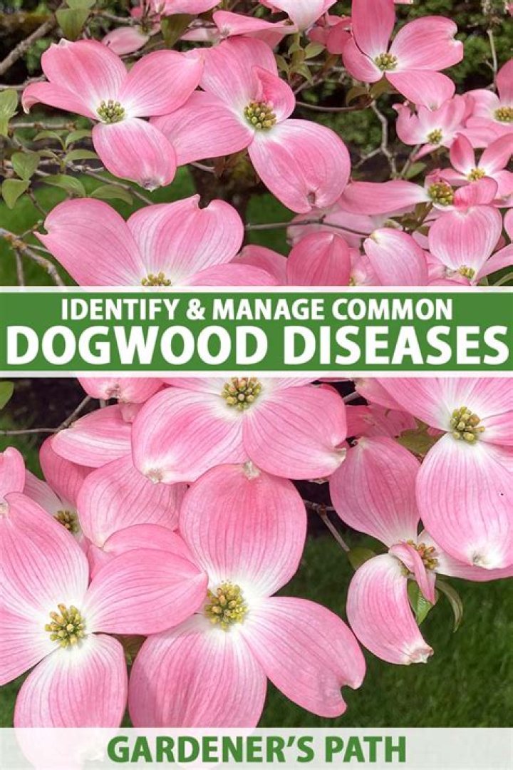 How do I identify dogwood seedlings?