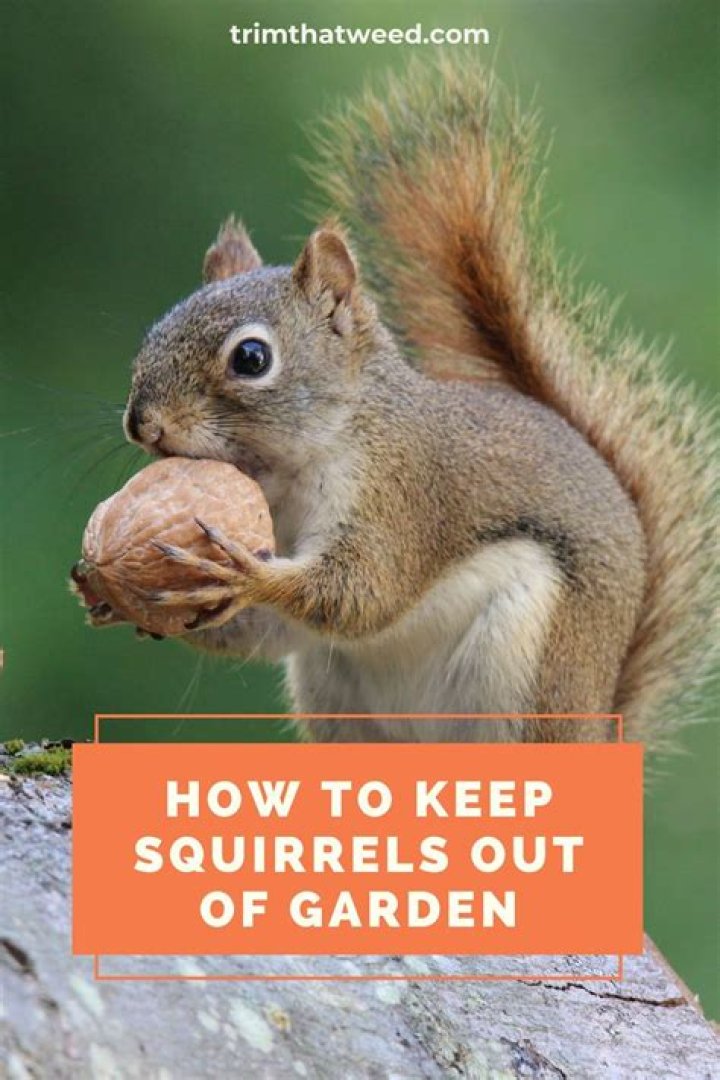 How do I keep squirrels and chipmunks out of my vegetable garden?