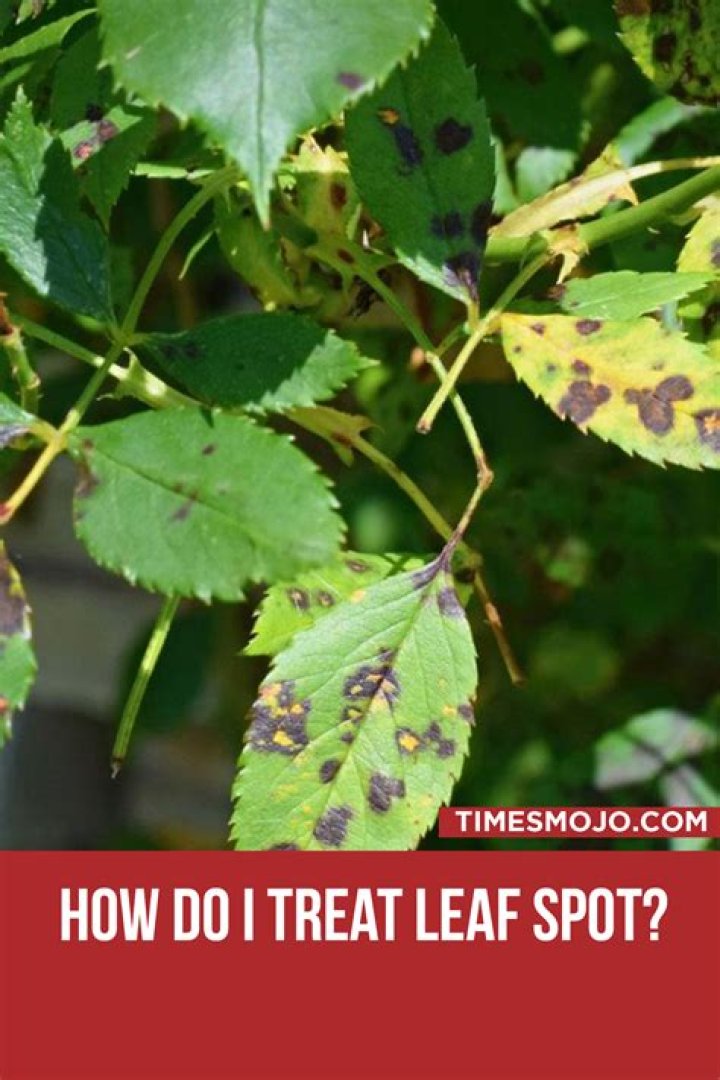 How do I treat leaf spot?