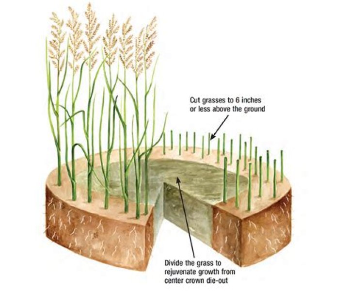How do reeds grow?