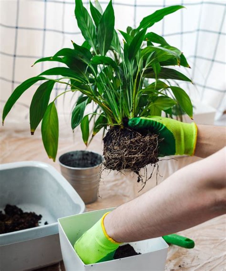 How do you bring a peace lily back to life?