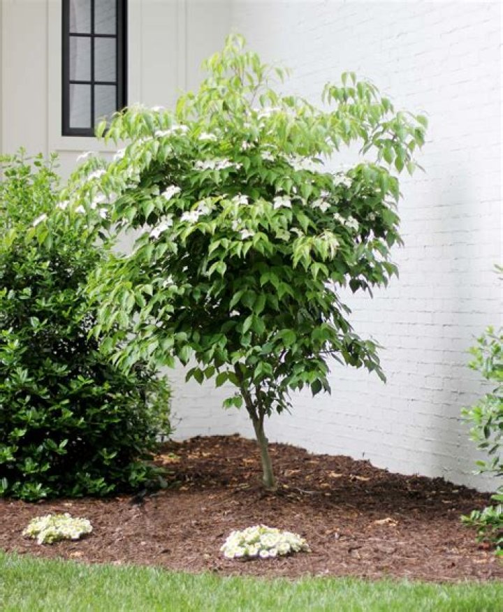 How do you care for a newly planted dogwood tree?