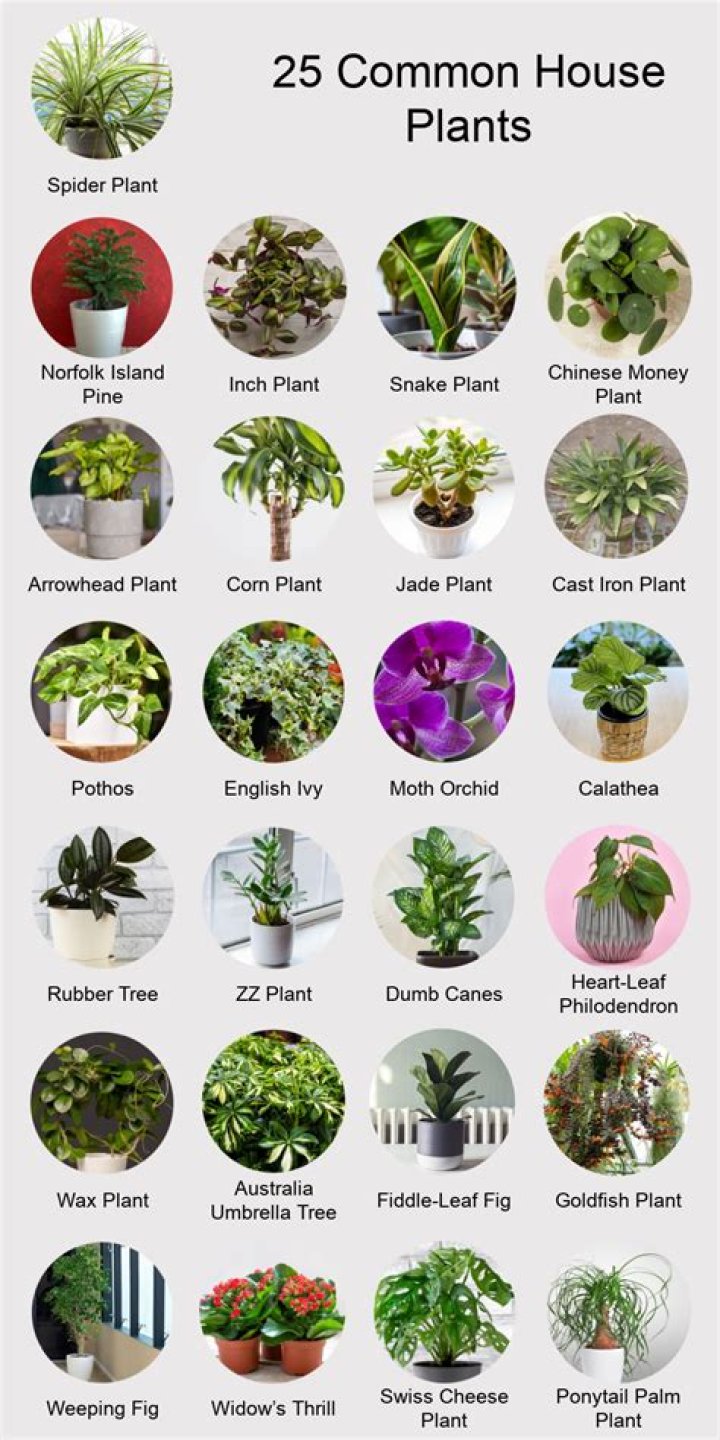 How do you connect indoor plants together?