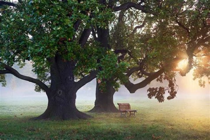 How do you discreetly kill a small tree?