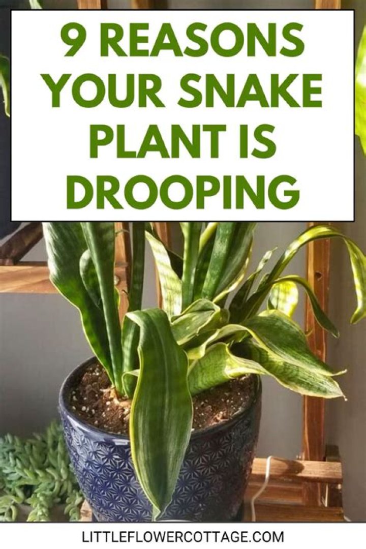 How do you fix a droopy snake plant?