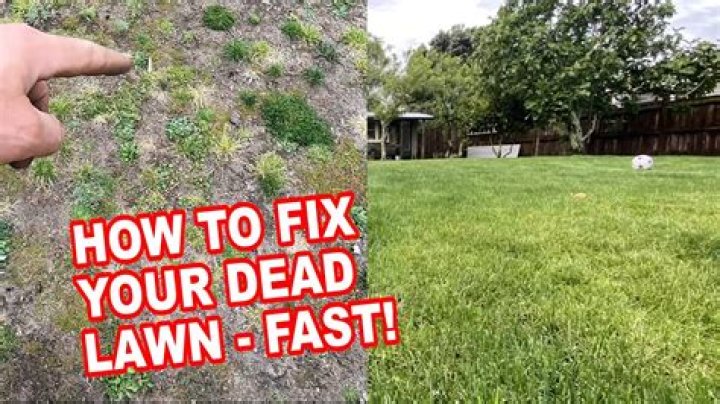 How do you fix a heavily weeded lawn?