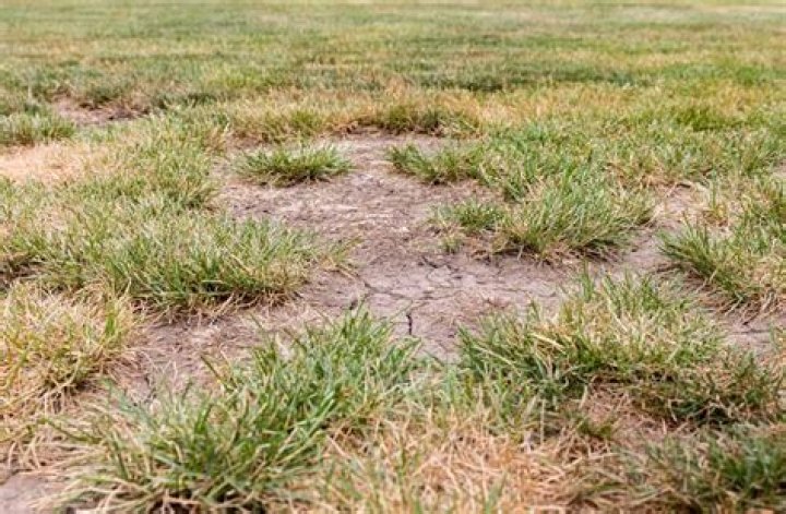 How do you fix dead patches of grass?