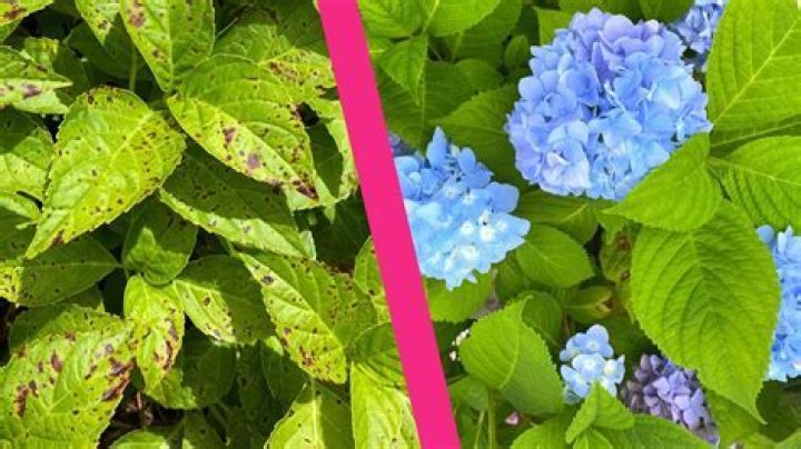 How do you get rid of black spots on hydrangeas?
