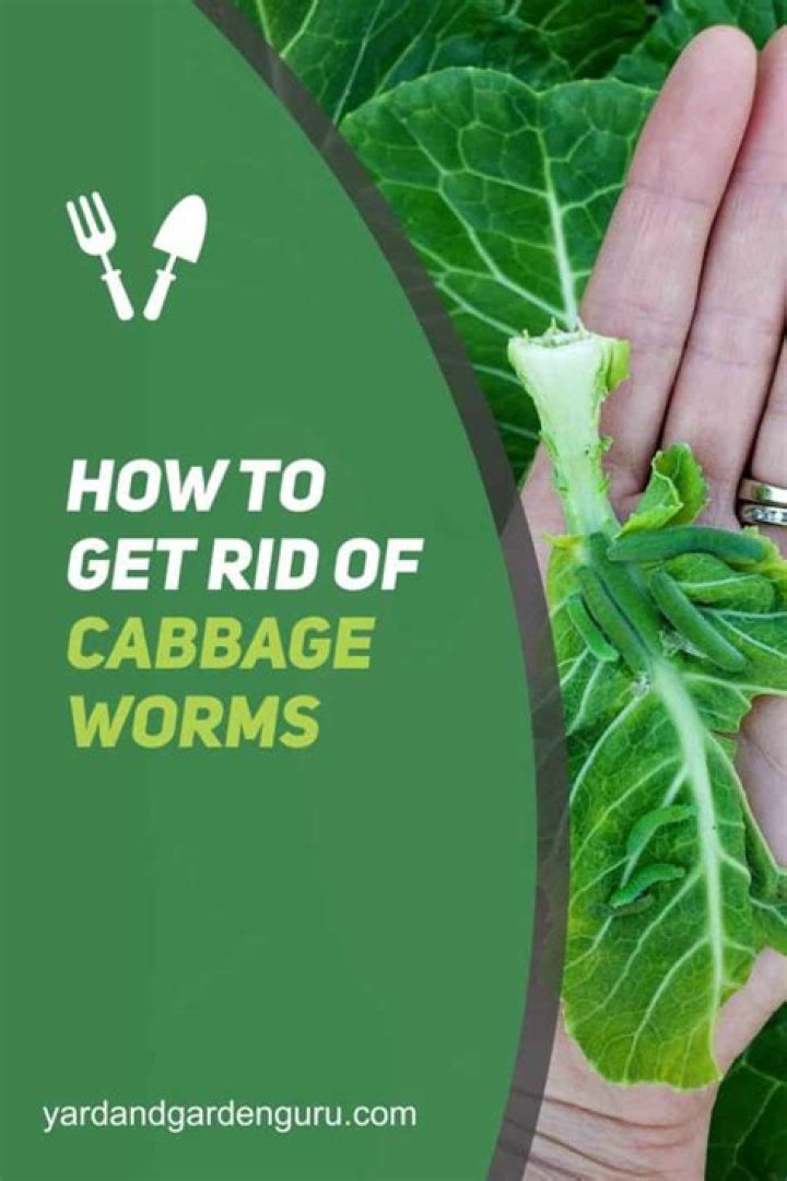 How do you get rid of cabbage worms naturally?