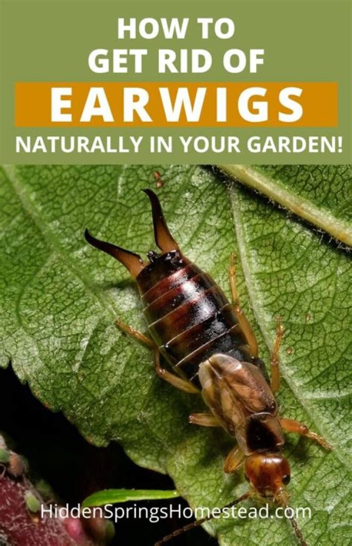 How do you get rid of earwigs without harming pets?