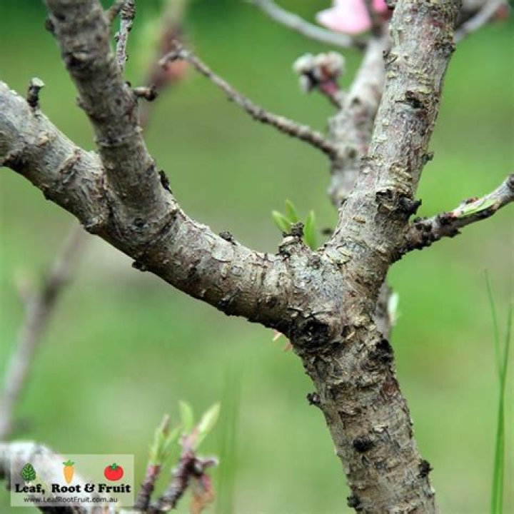 How do you get rid of fungus on peach trees?