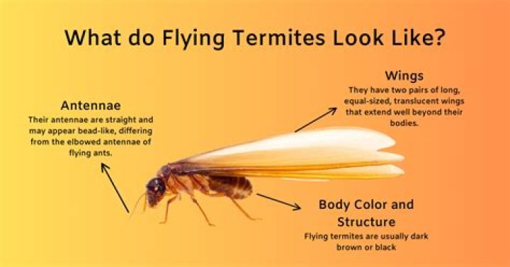 How do you get rid of termites in baseboards?