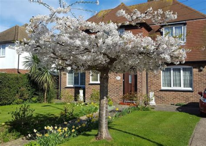 How do you grow Prunus Shirotae?