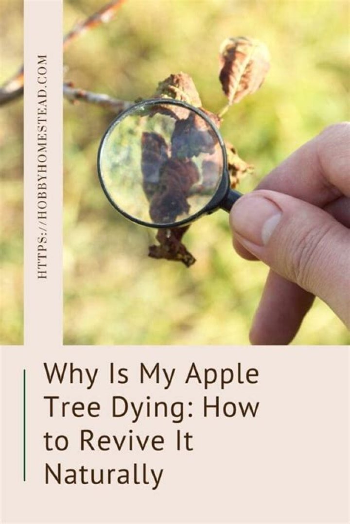 How do you identify a apple tree disease?