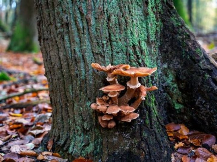 How do you identify tree fungus?