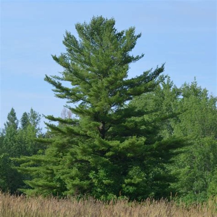 How do you keep a white pine?