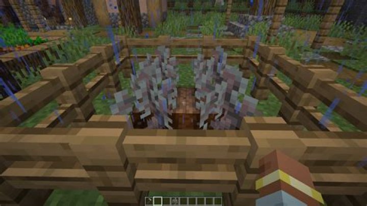 How do you keep oak saplings alive?