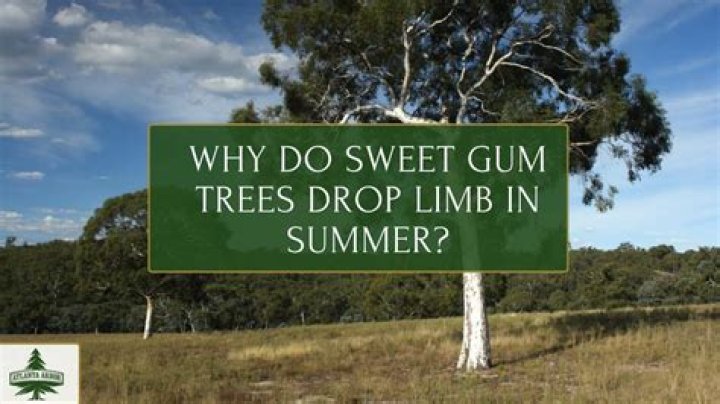 How do you keep sweet gum trees from producing sweet gum balls?