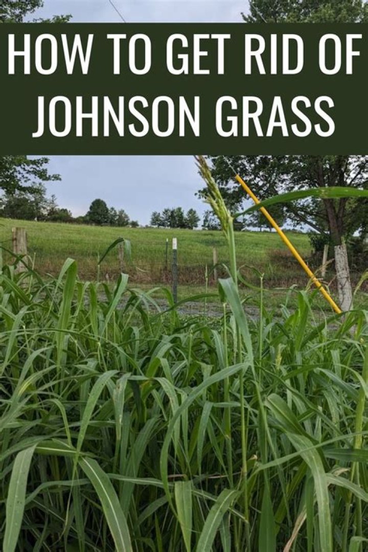 How do you kill Johnson grass without killing grass?