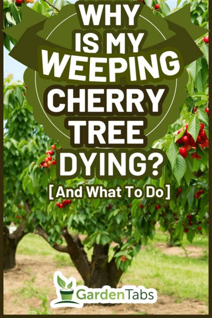 How do you know if a cherry tree is healthy?