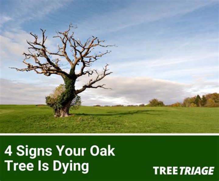 How do you know if a white oak tree is dying?