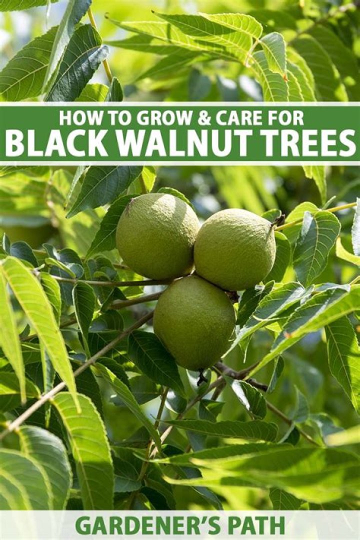 How do you know when a black walnut tree is dying?