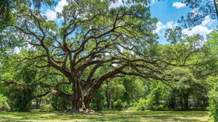 How do you landscape around live oaks?