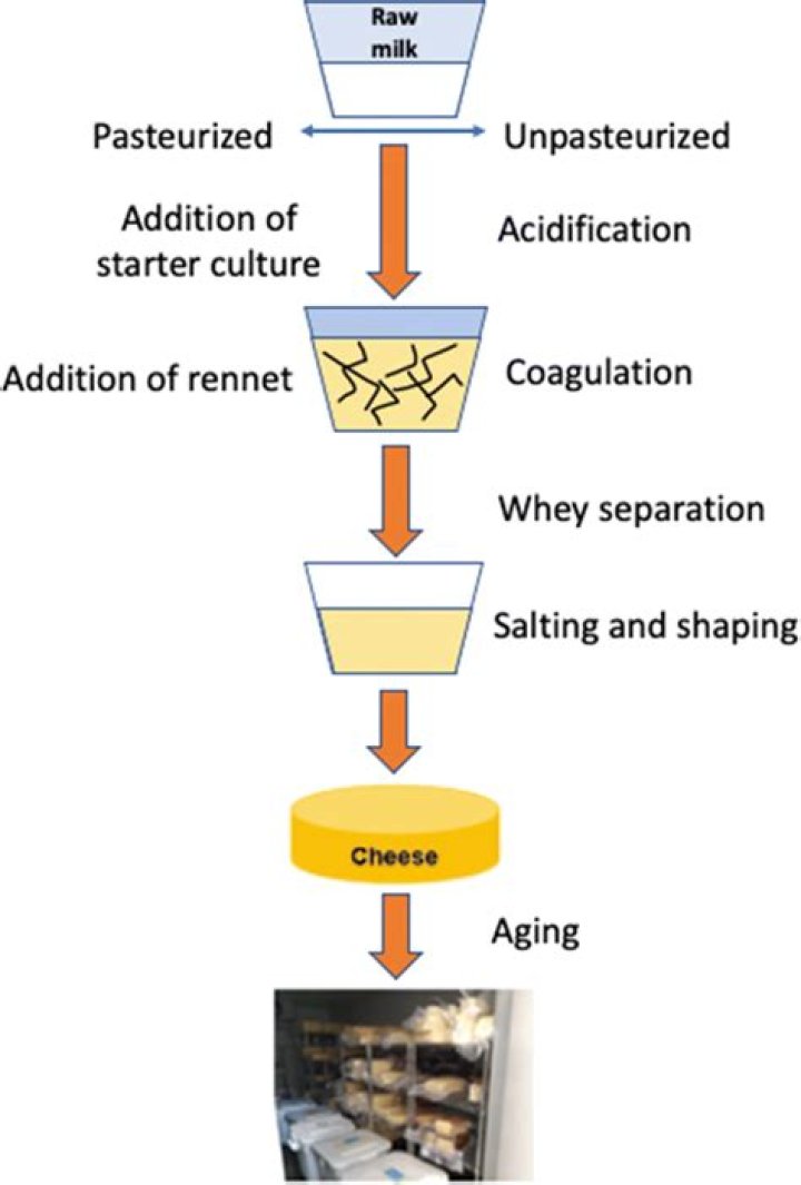 How do you make cheese mold fast?