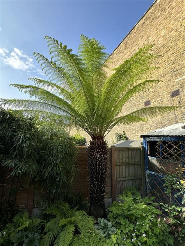 How do you mount a tree fern?