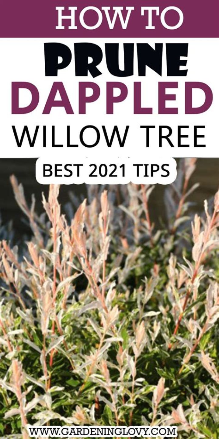 How do you prune a thornless honeylocust?