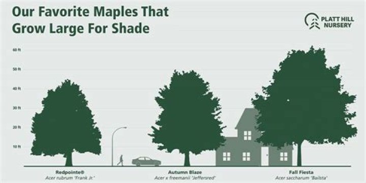 How do you reduce the height of a tall tree?