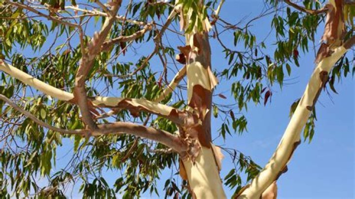 How do you revive a dying eucalyptus plant?