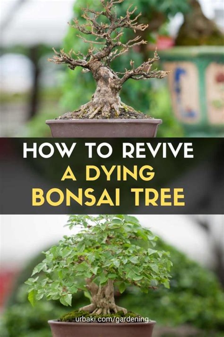 How do you revive an outdoor bonsai tree?