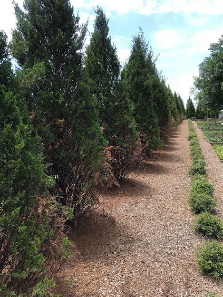 How do you save a dying Leyland cypress tree?
