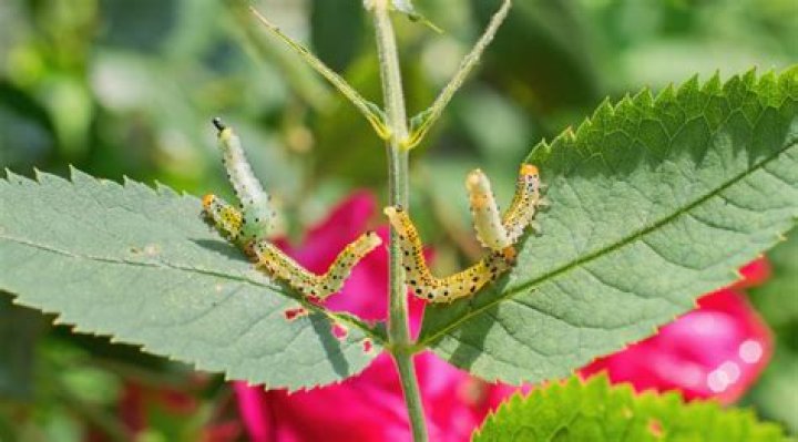 How do you stop bugs eating rose leaves?