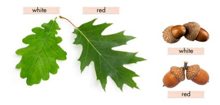 How do you tell the difference between a red oak and a white oak tree?