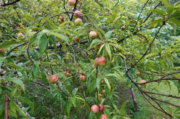 How do you treat a curly leaf on a nectarine tree?