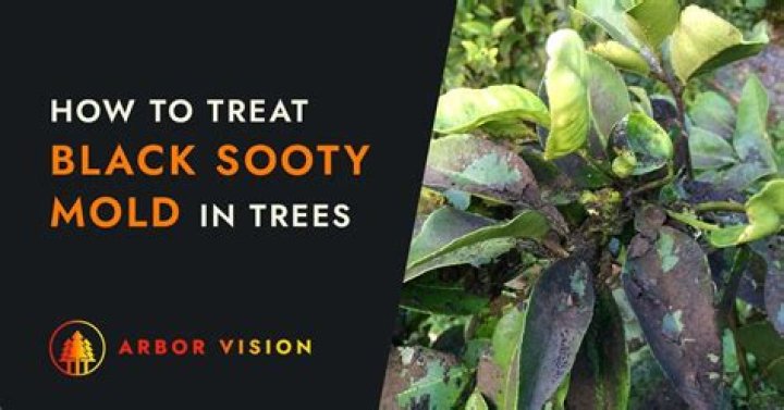 How do you treat black sooty mold on trees?