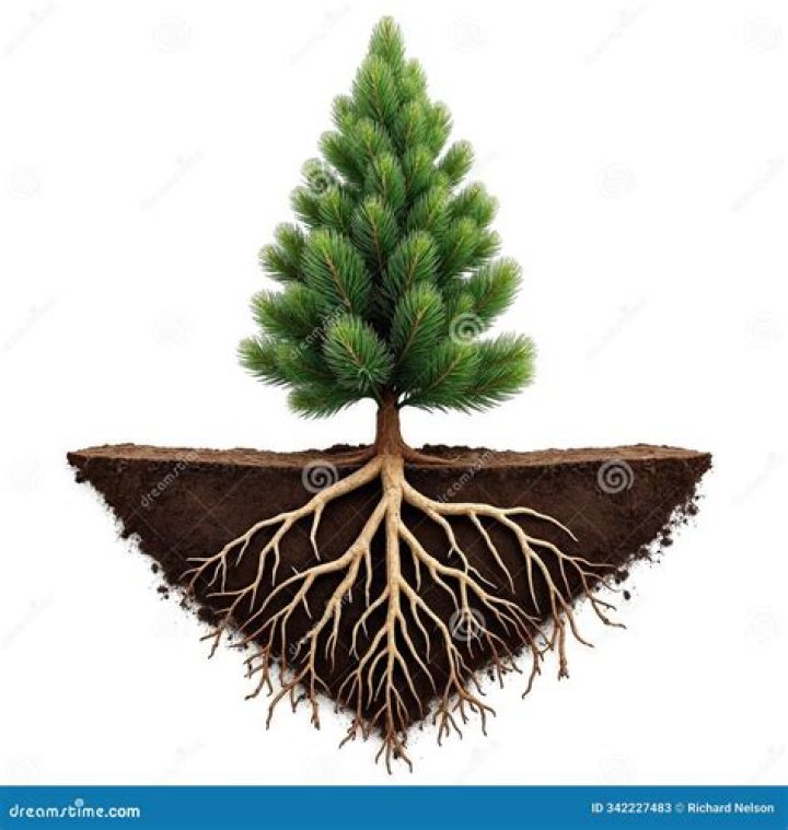 How does a pine tree affect a foundation?
